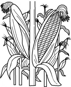 corn coloring
