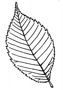 leaf_coloring_and_printing