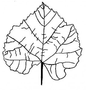 leaf_coloring_page