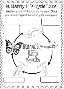 Life Cycle of a butterfly coloring page