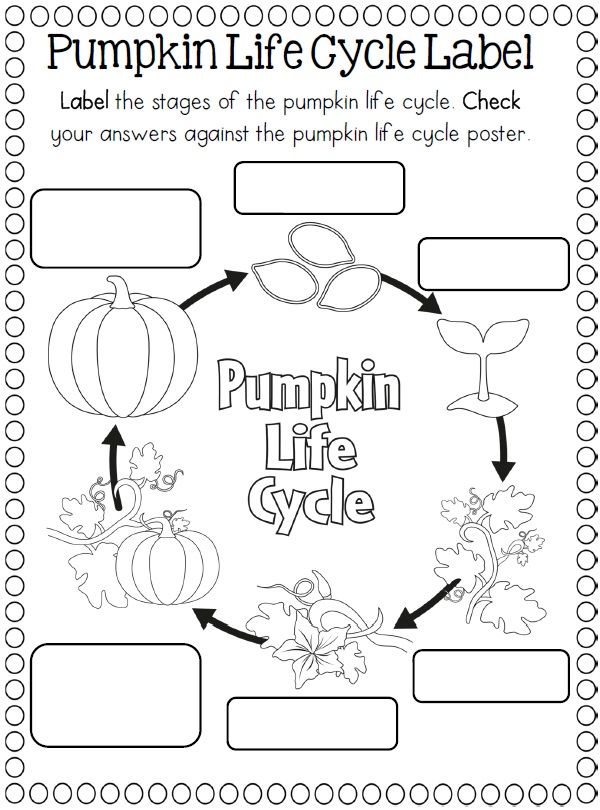 plant-cycle-preschool