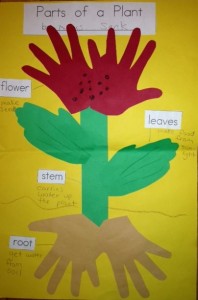 Plants bulletin board | Crafts and Worksheets for Preschool,Toddler and