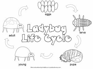 life-cycle-of-a-lady-bug-color-pages-for-kids