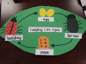 ladybug life cycle diagram
