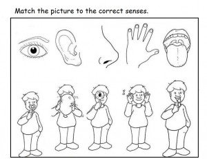 5 senses worksheet for kids (13)