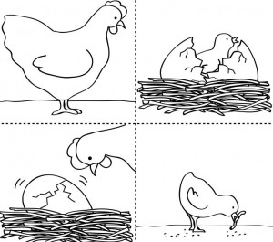 life cycle chick coloring page