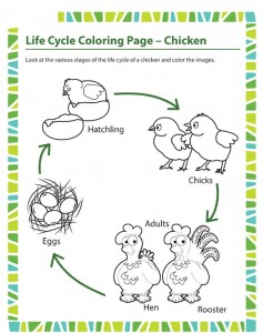 life-cycle-coloring-page-chicken