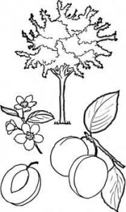 abricot-tree-coloring-page