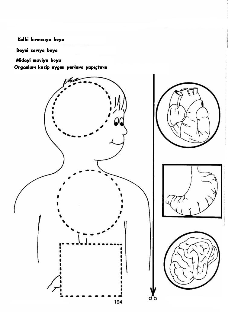 free-printable-human-body-systems-worksheets