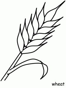 free-coloring-flowers-wheat