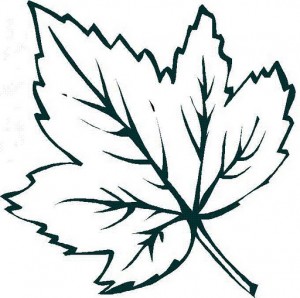 leaf coloring page for kid