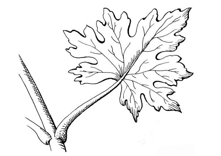 Trees, flowers and leafs coloring pages | Crafts and Worksheets for