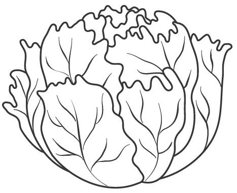 Lettuce Coloring Pages 2