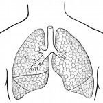 lungs coloring