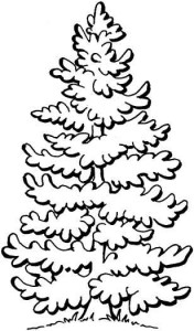 pine-tree-coloring-page