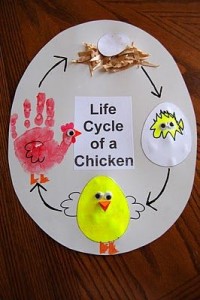 Life Cycle of a Chicken 1