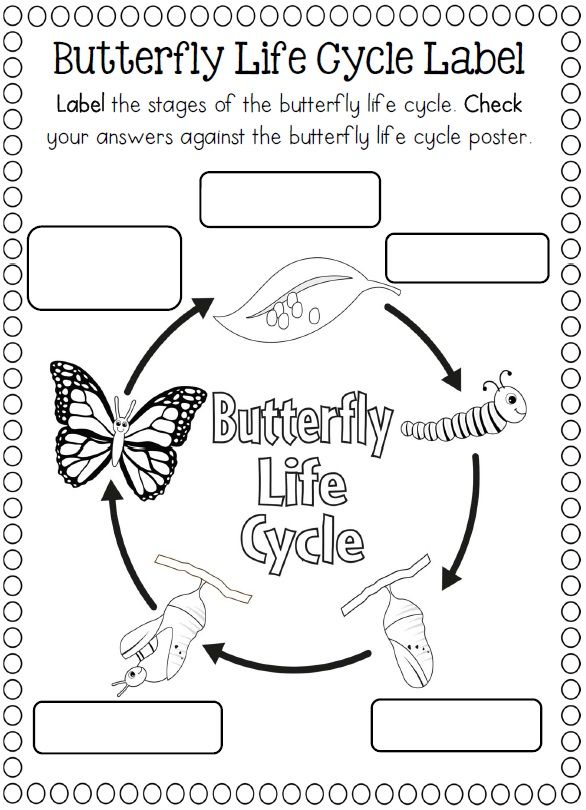 Life Cycle Of A Butterfly Coloring Page - Sample Template