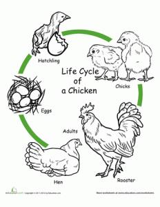 Life Cycle of a chicken