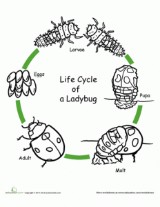 Life Cycle of a ladybug