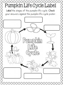 Life Cycle of a pumpkin