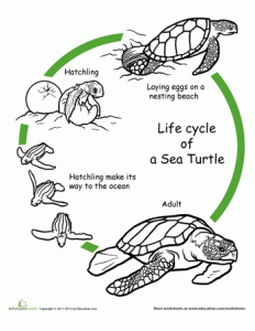 Life Cycle of a  turtle