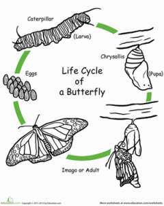color-life-cycle-butterfly-life