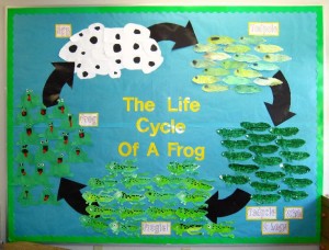 free Life Cycle of a frog craft