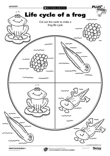 Life cycle craft and coloring page | Crafts and Worksheets for