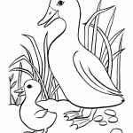 free duck coloring page for kids (42)
