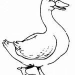 free duck coloring page for kids (8)