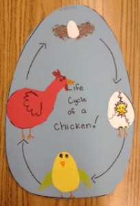 life cycle of a chicken