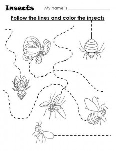 insects  trace worksheet