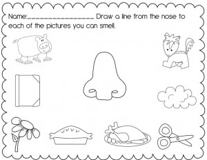 5 senses preschool craft