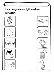 five senses worksheet for kids (1)