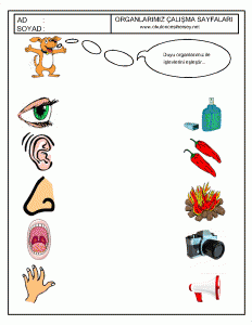 five senses worksheet for kids (2)