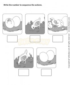 life cycle chick worksheet