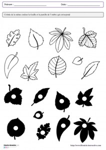 leaf shadow worksheet