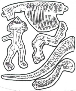 Dinosaur Pasta Skeletons