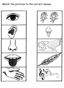 5 senses worksheet for kids (10)