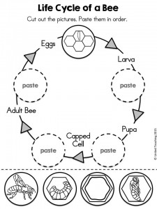 bee life cycle worksheet