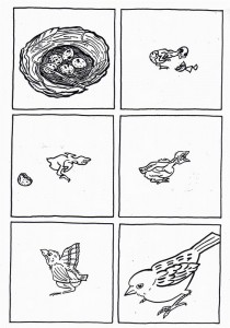 lfe cycle bird coloring pages