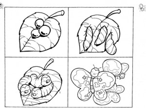 life cycle butterfly coloring page