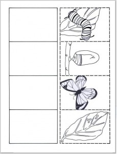 life cycle butterfly worksheet