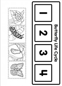 life cycle butterfly worksheet for kids (1)