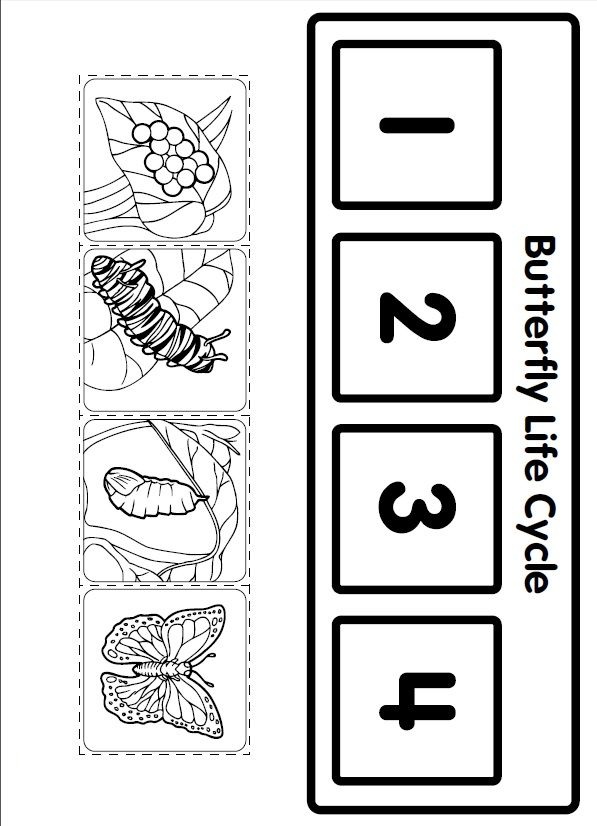 Life Cycle Of A Butterfly Worksheet 2nd Grade
