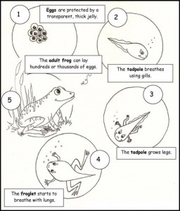 life cycle frog worksheet