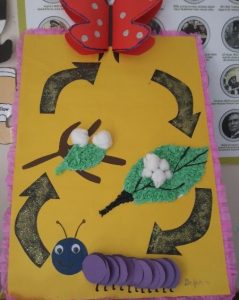 life of cycle butterfly craft idea for kids