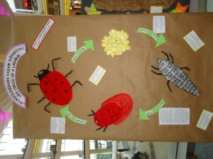 life of cycle ladybug craft